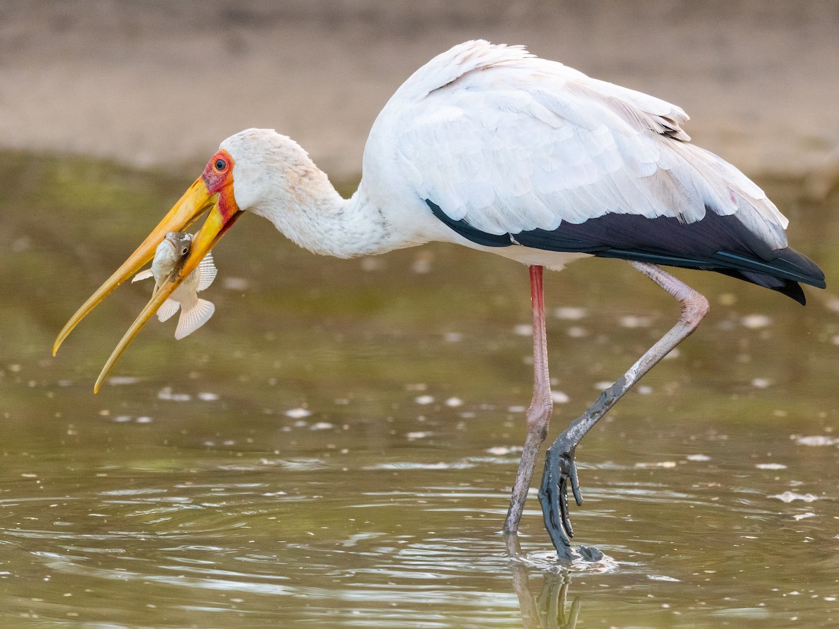 Yellow-billed Stork - Jean-Louis  Carlo
