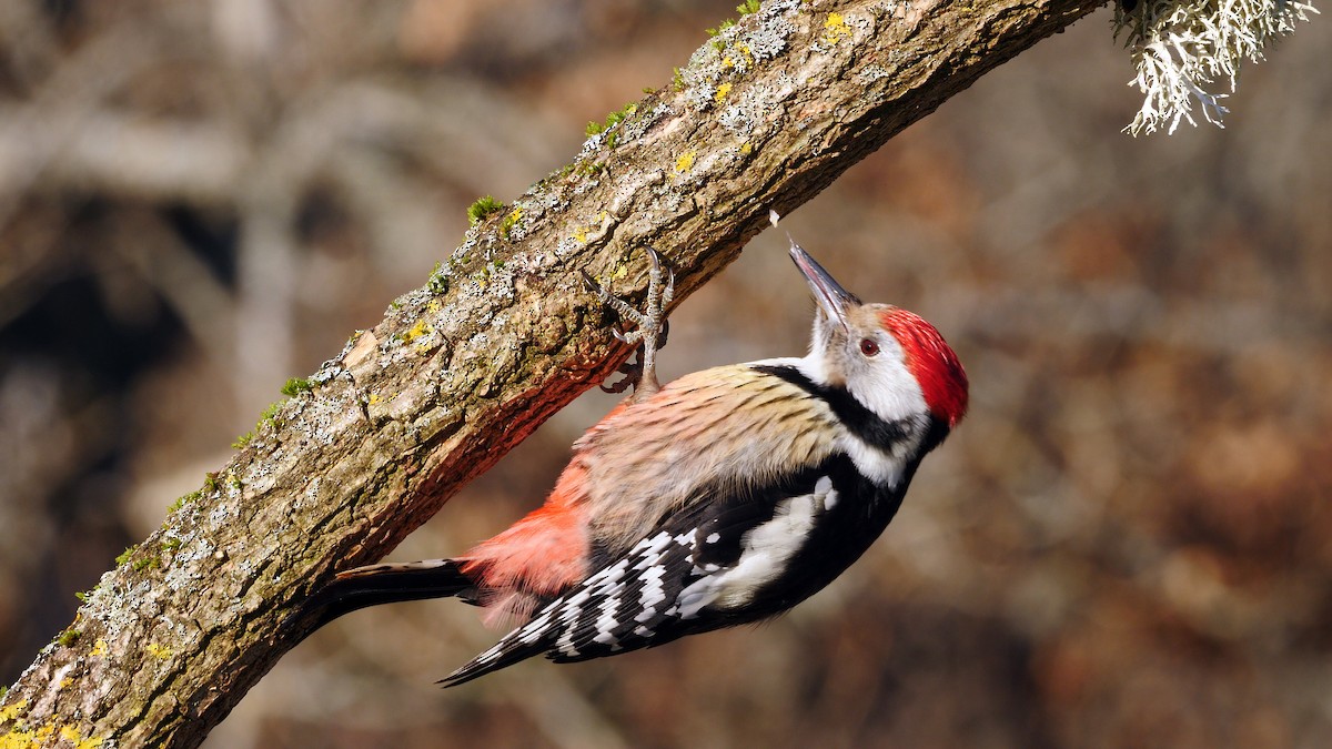 Middle Spotted Woodpecker - ML212959521