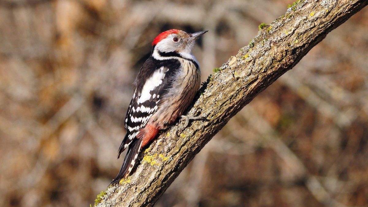 Middle Spotted Woodpecker - Josep del Hoyo