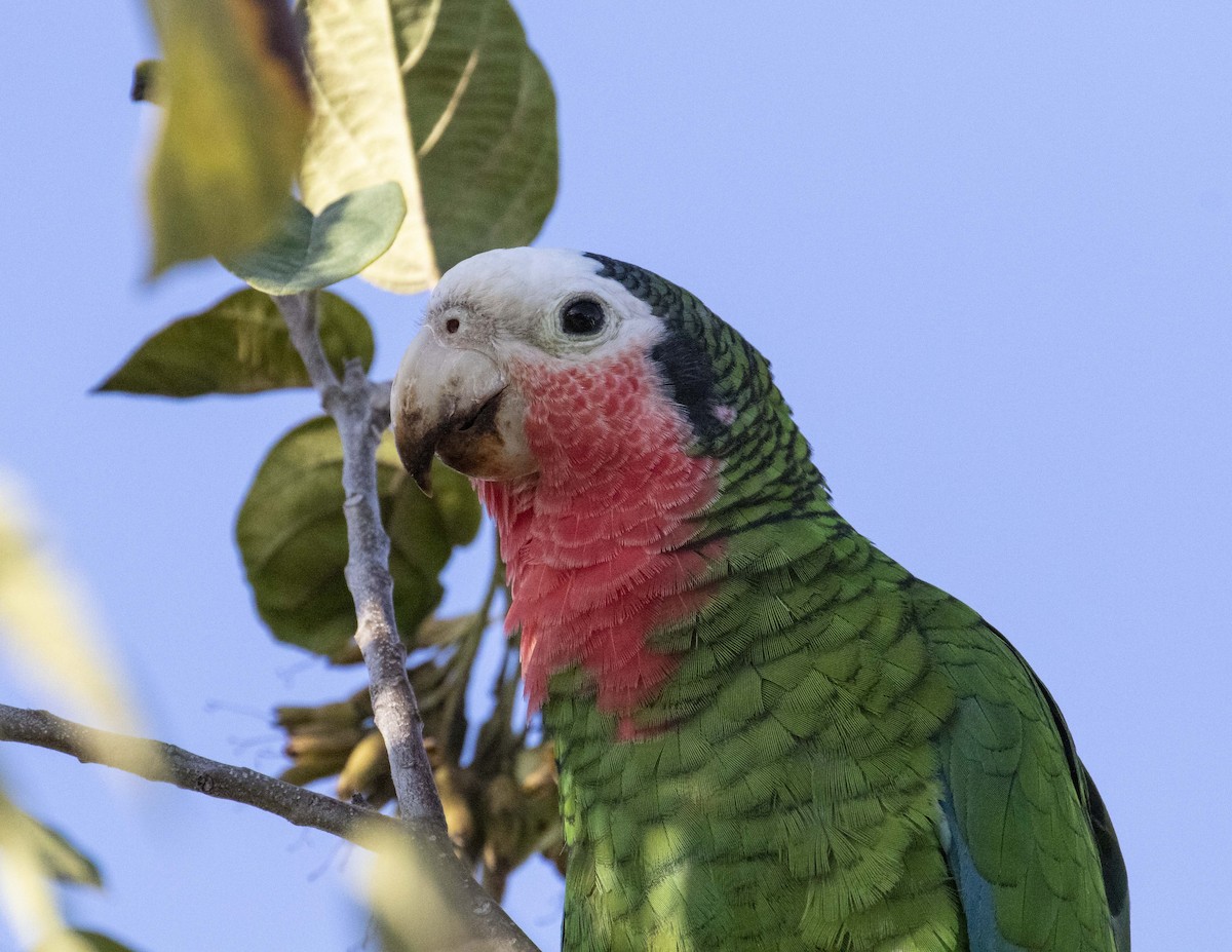Cuban Parrot (Bahamas) - Kamella Boullé