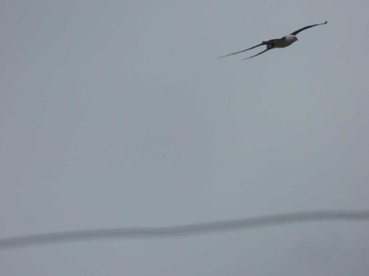 Swallow-tailed Kite - ML212961521