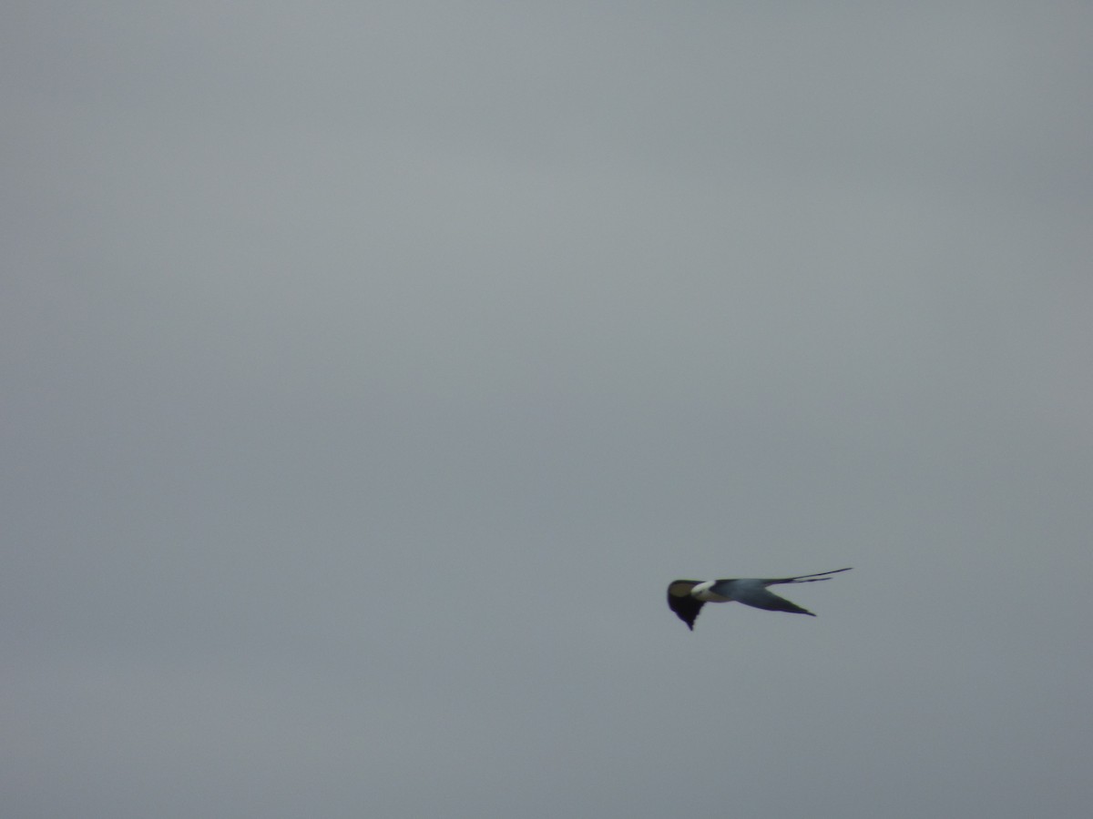 Swallow-tailed Kite - ML212961771