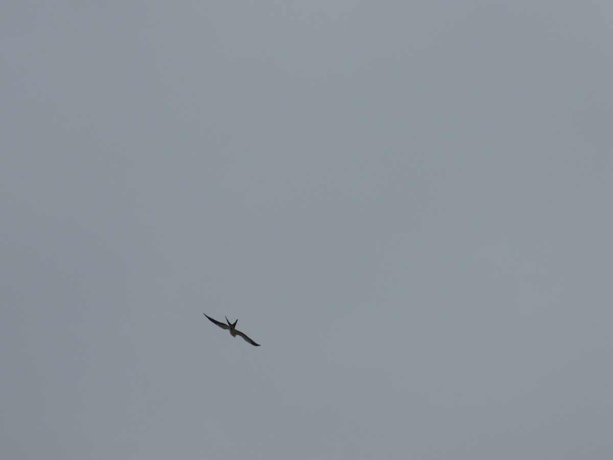 Swallow-tailed Kite - ML212962041