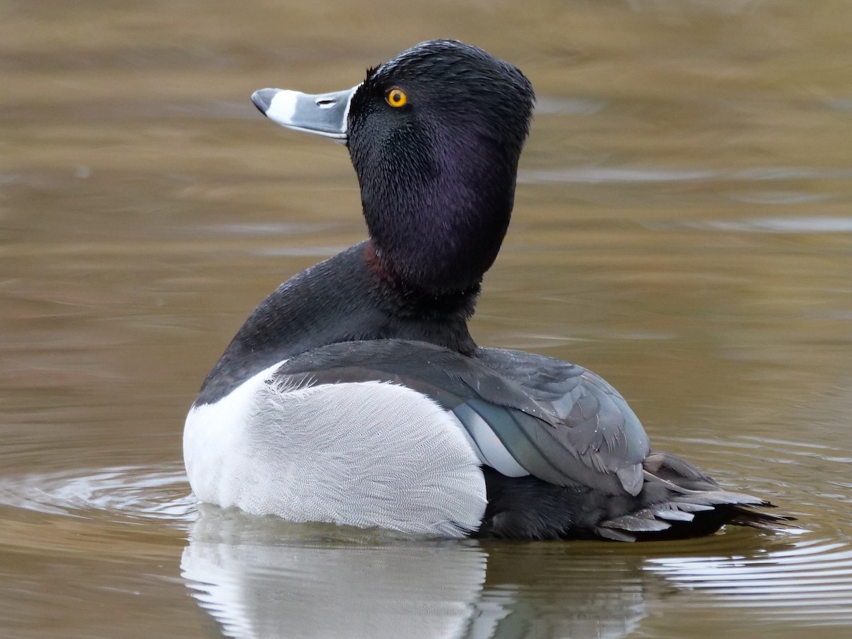 Ring-necked Duck - Timothy Garland