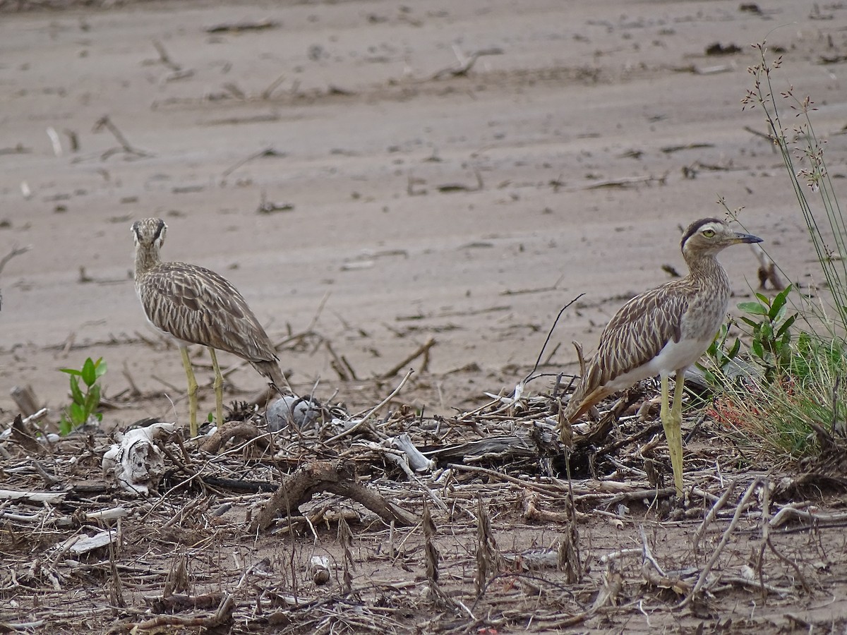 Double-striped Thick-knee - ML21296771