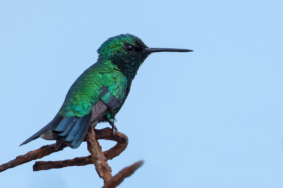 Blue-tailed Emerald - ML212968151