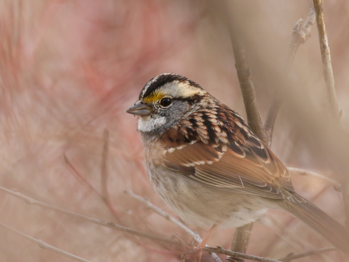 White-throated Sparrow - ML212975641