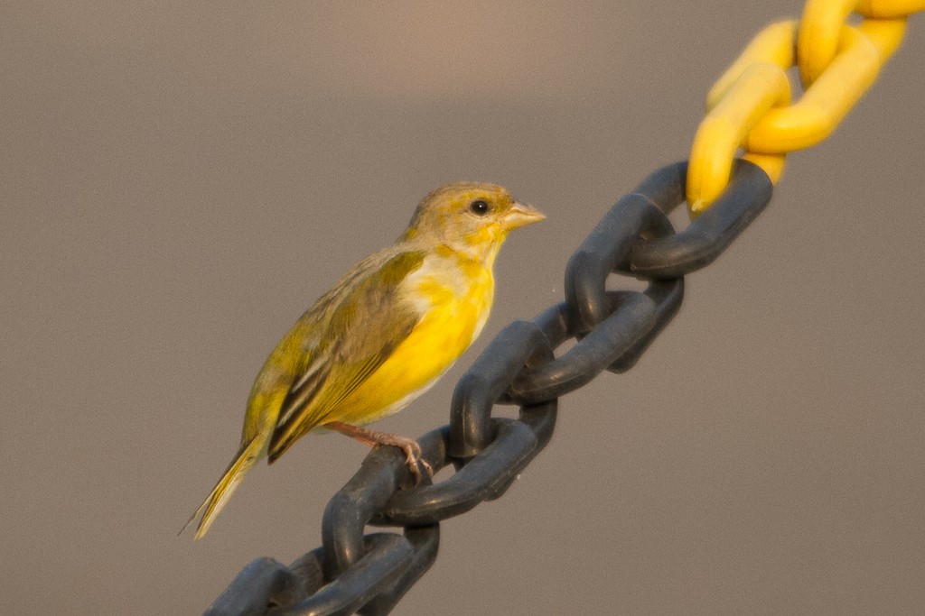Orange-fronted Yellow-Finch - LAERTE CARDIM