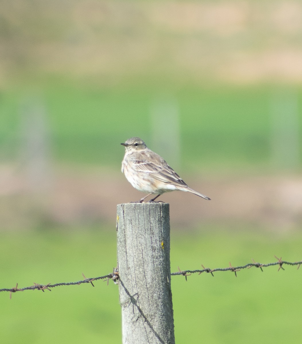 Water Pipit - ML212977731