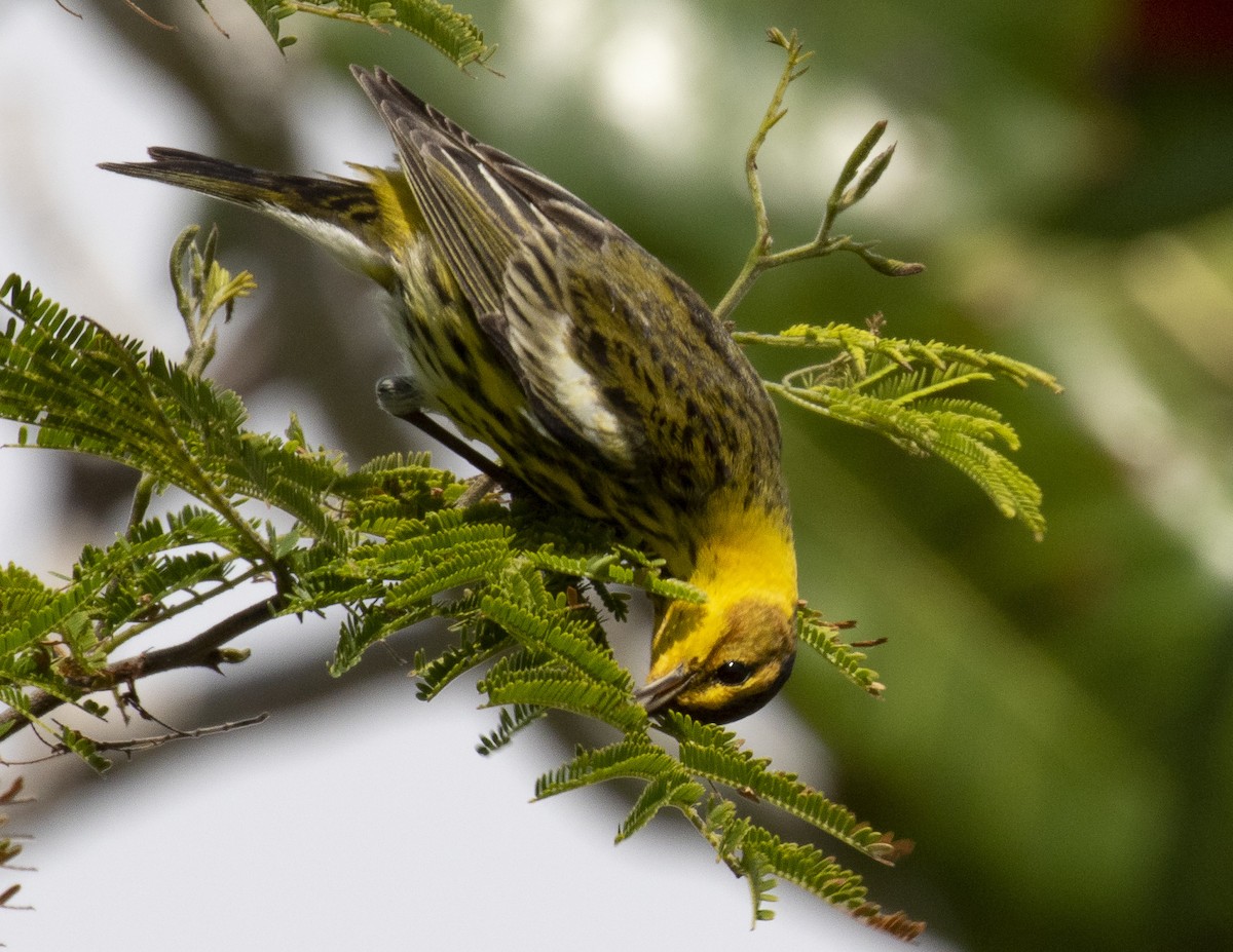 Cape May Warbler - ML212978591