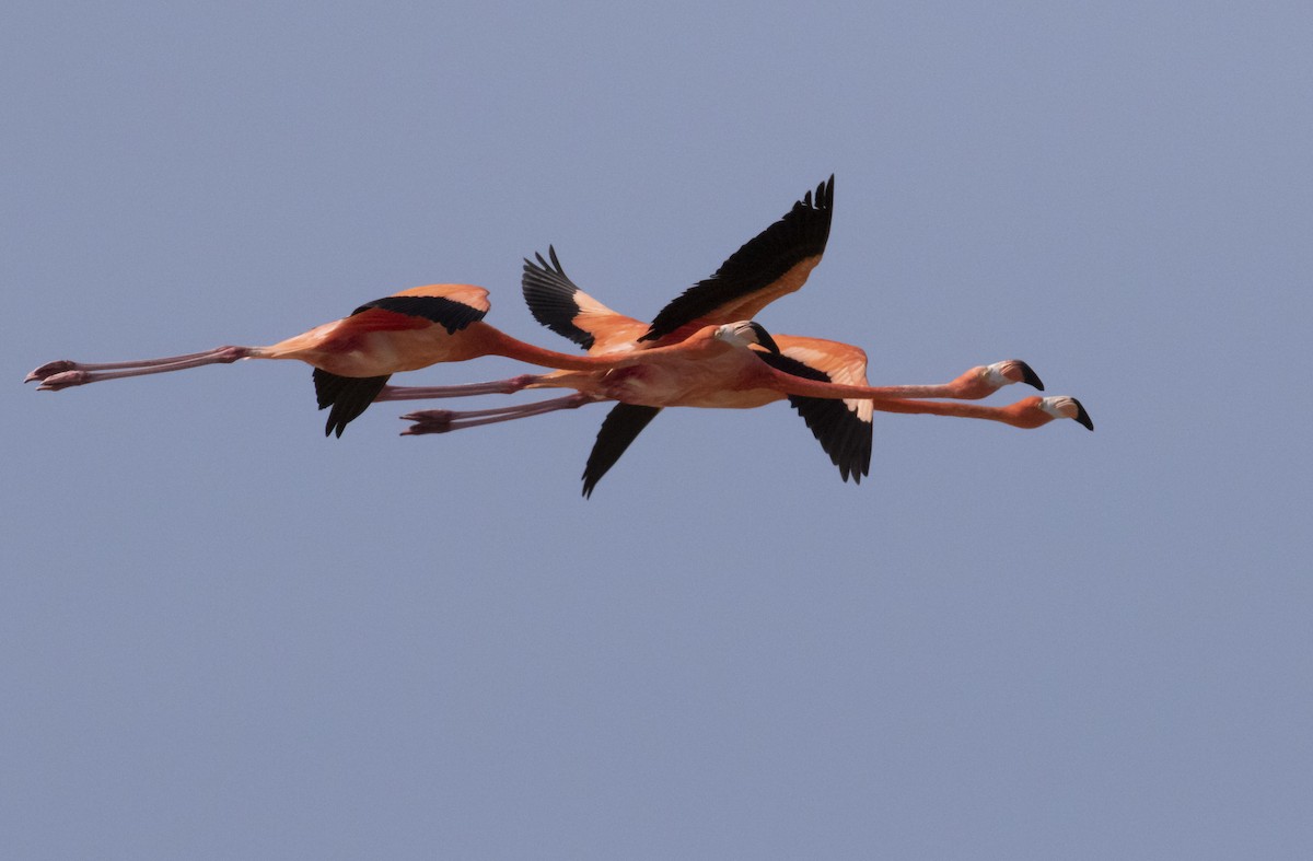 American Flamingo - Kamella Boullé