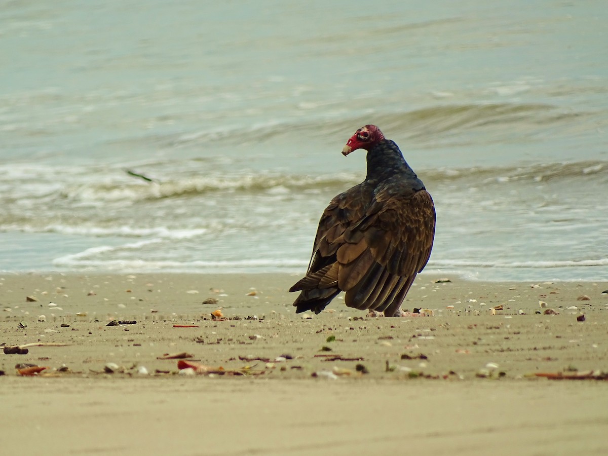 Turkey Vulture - ML21297961