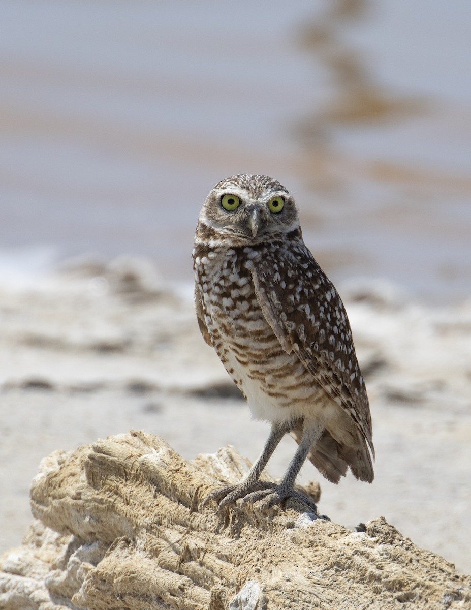 Burrowing Owl - Kamella Boullé