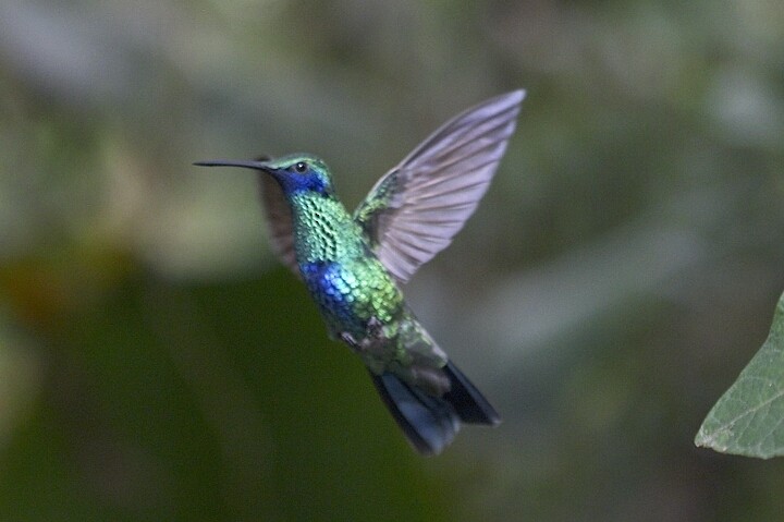 kolibřík modrolící - ML21297981
