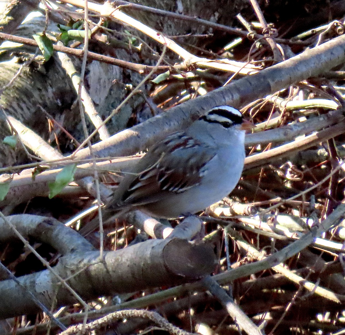 White-crowned Sparrow - ML212980281