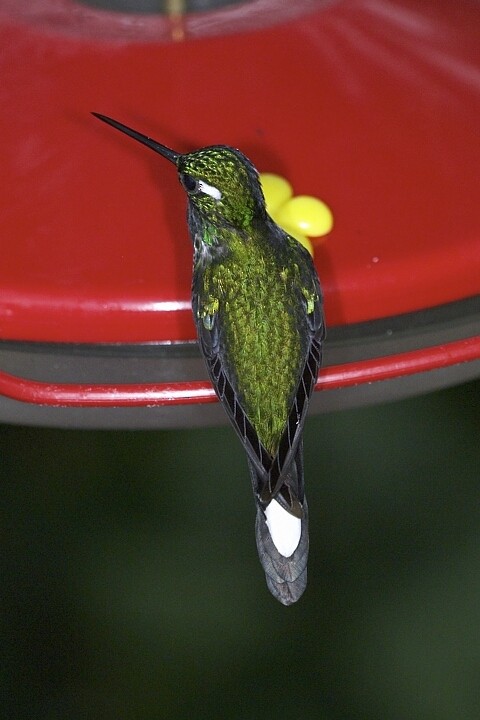 kolibřík skvrnoocasý - ML21298061
