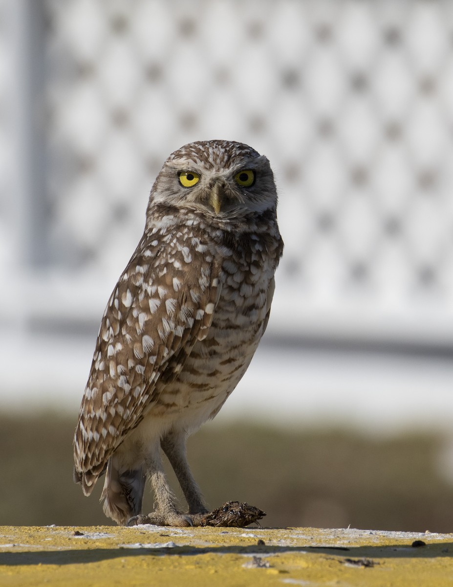 Burrowing Owl - Kamella Boullé