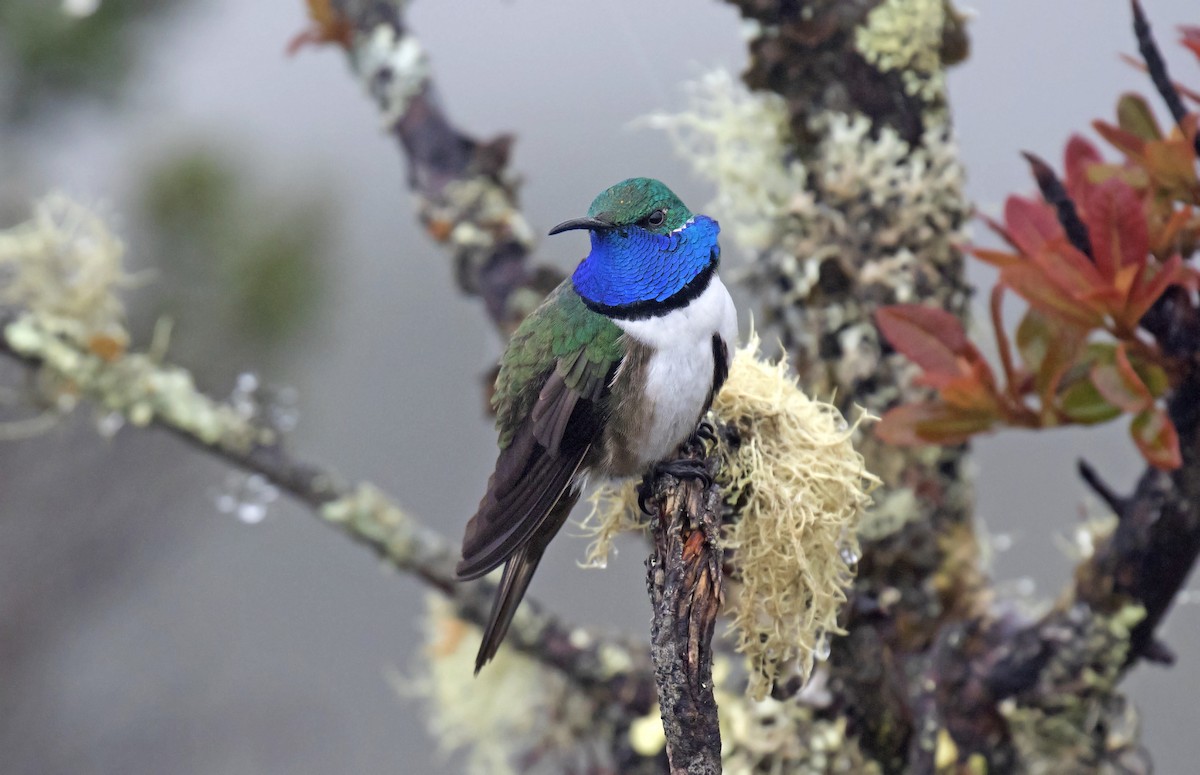 Blue-throated Hillstar - Daniel López-Velasco | Ornis Birding Expeditions