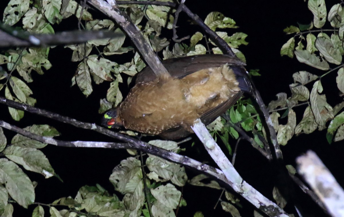 Nocturnal Curassow - Daniel López-Velasco | Ornis Birding Expeditions