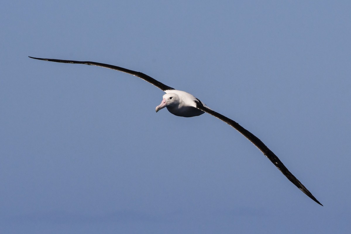 Northern Royal Albatross - Alison Bentley