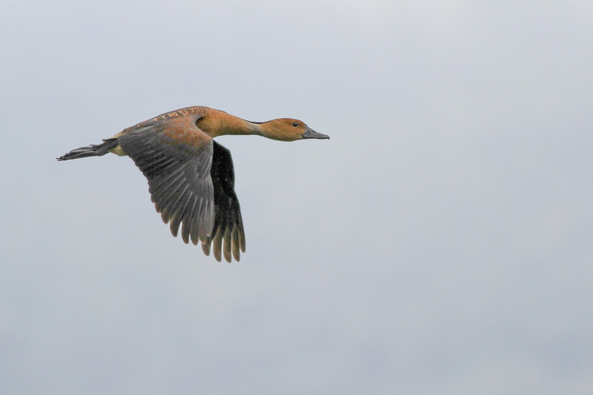 Fulvous Whistling-Duck - Carlos Funes