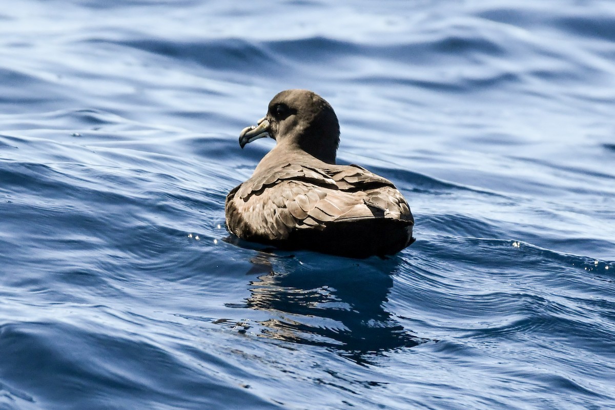 White-chinned Petrel - Alison Bentley