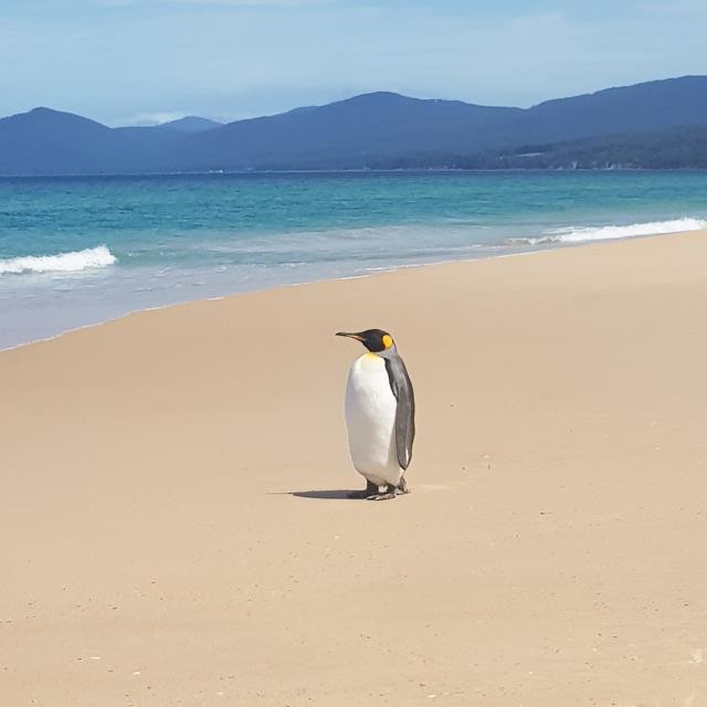 King Penguin - Birdline Australia