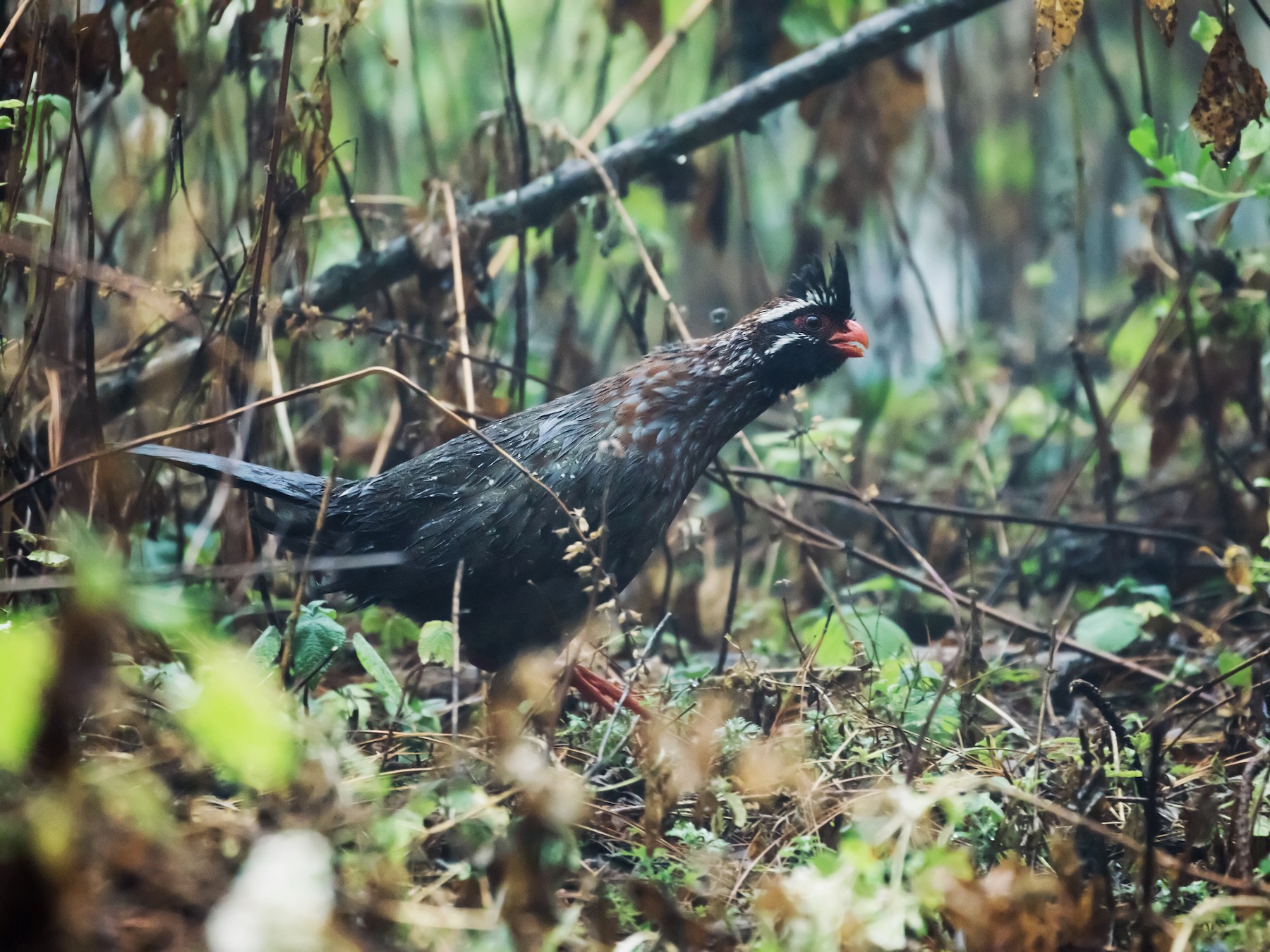Long-tailed Wood-Partridge - Nick Athanas