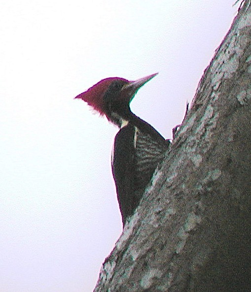 Lineated Woodpecker - Lilian Saul