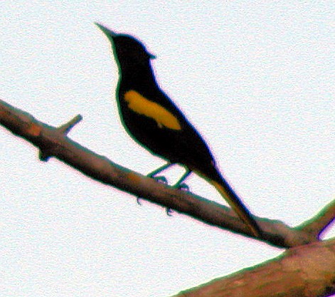 Yellow-winged Cacique - Lilian Saul