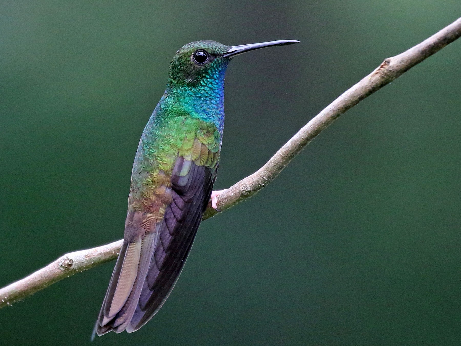 Bronze-tailed Plumeleteer - Jay McGowan