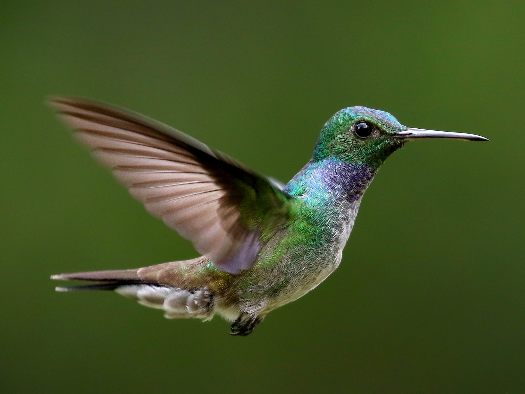 Blue Hummingbirds