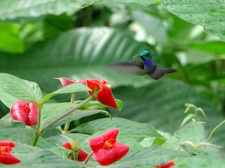 Blue-chested Hummingbird - eBird