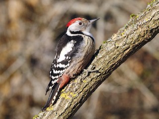  - Middle Spotted Woodpecker