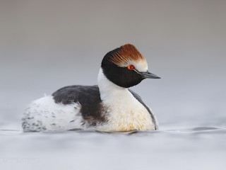 Hooded Grebe - Podiceps gallardoi - Birds of the World