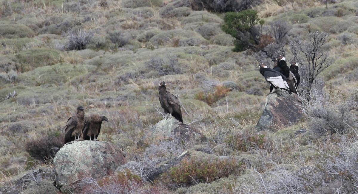 Andean Condor - simon walkley