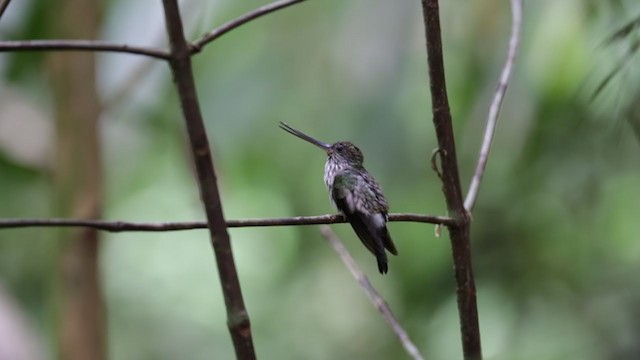Tooth-billed Hummingbird - ML213024681