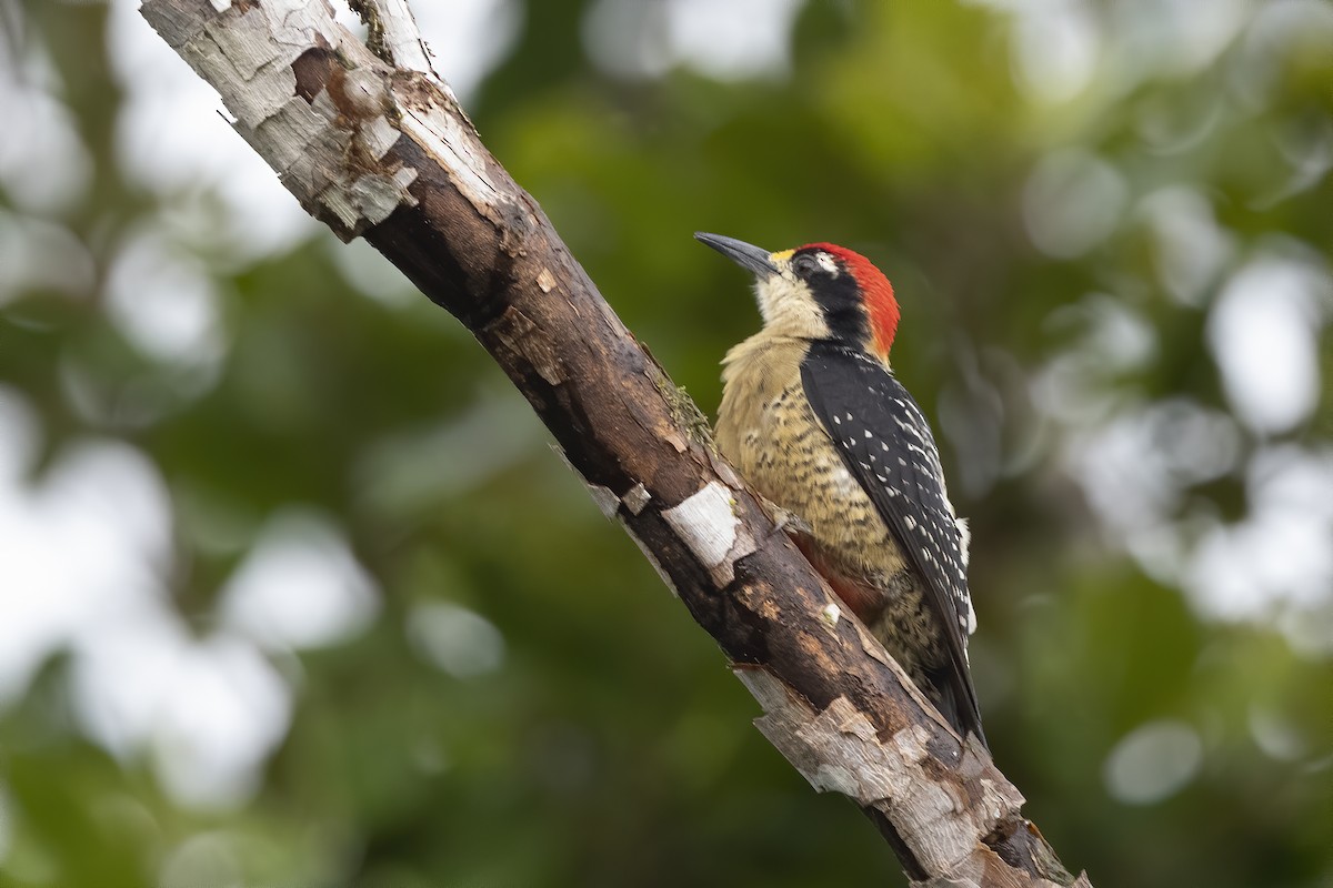Black-cheeked Woodpecker - Peter Hawrylyshyn