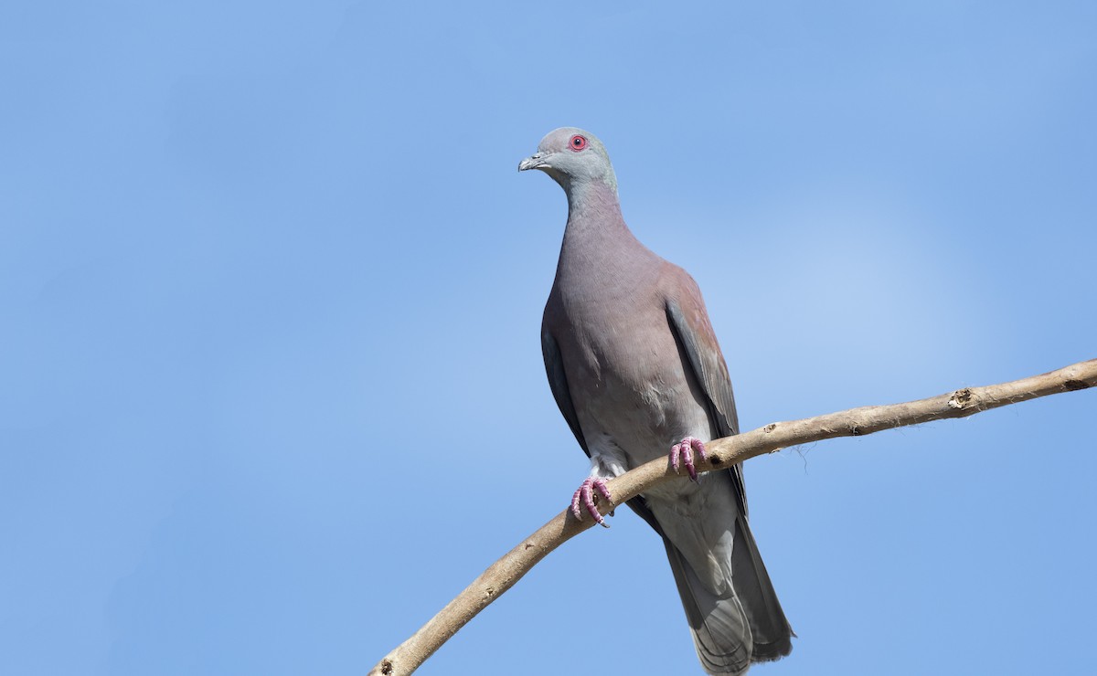 Pale-vented Pigeon - ML213028361