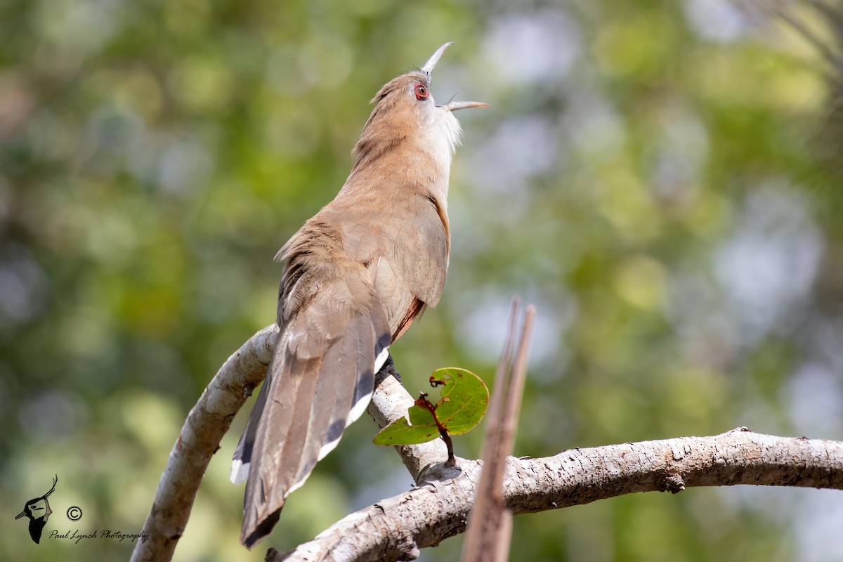 Great Lizard-Cuckoo (Cuban) - Paul Lynch