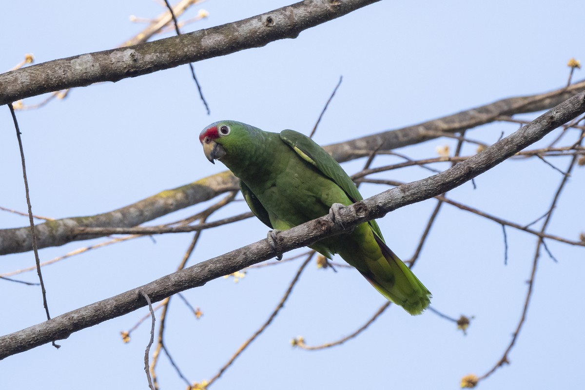 Red-lored Parrot - Peter Hawrylyshyn