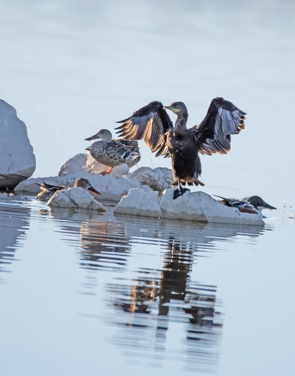 Neotropic Cormorant - james poling