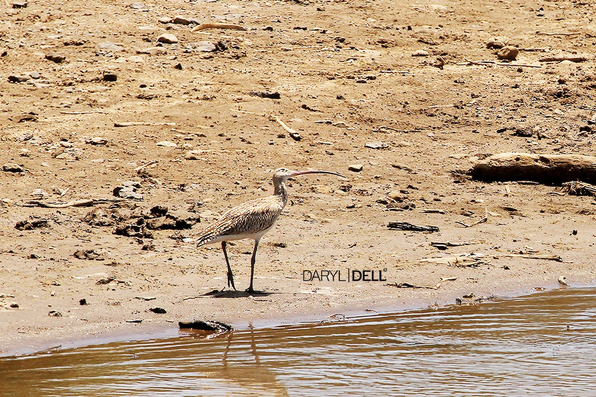 Eurasian Curlew - Daryl Dell