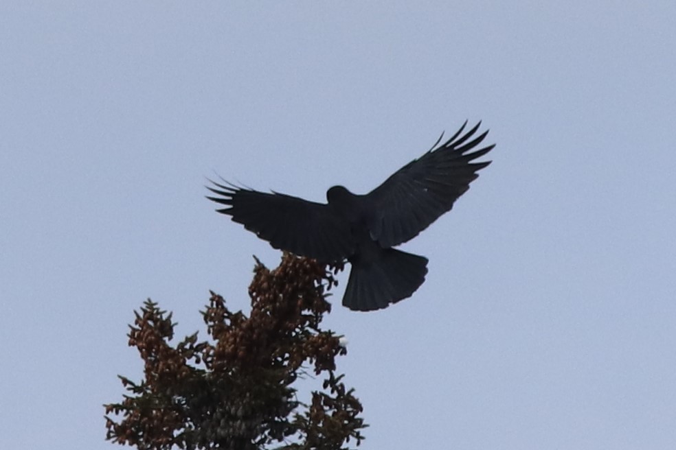 American Crow - Sequoia Wrens
