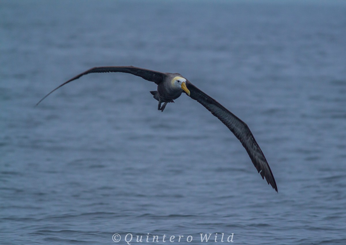 Waved Albatross - Nicolas Araya Stuardo