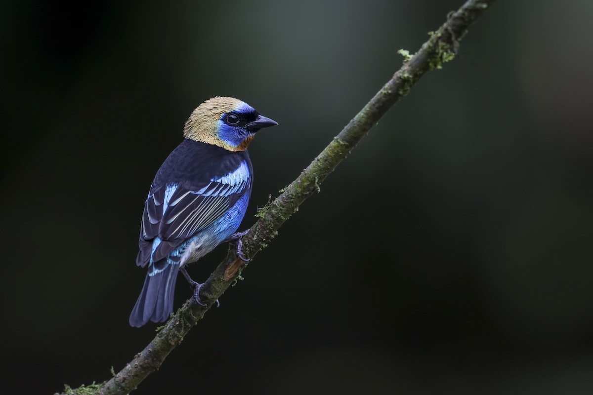 Golden-hooded Tanager - Peter Arnold