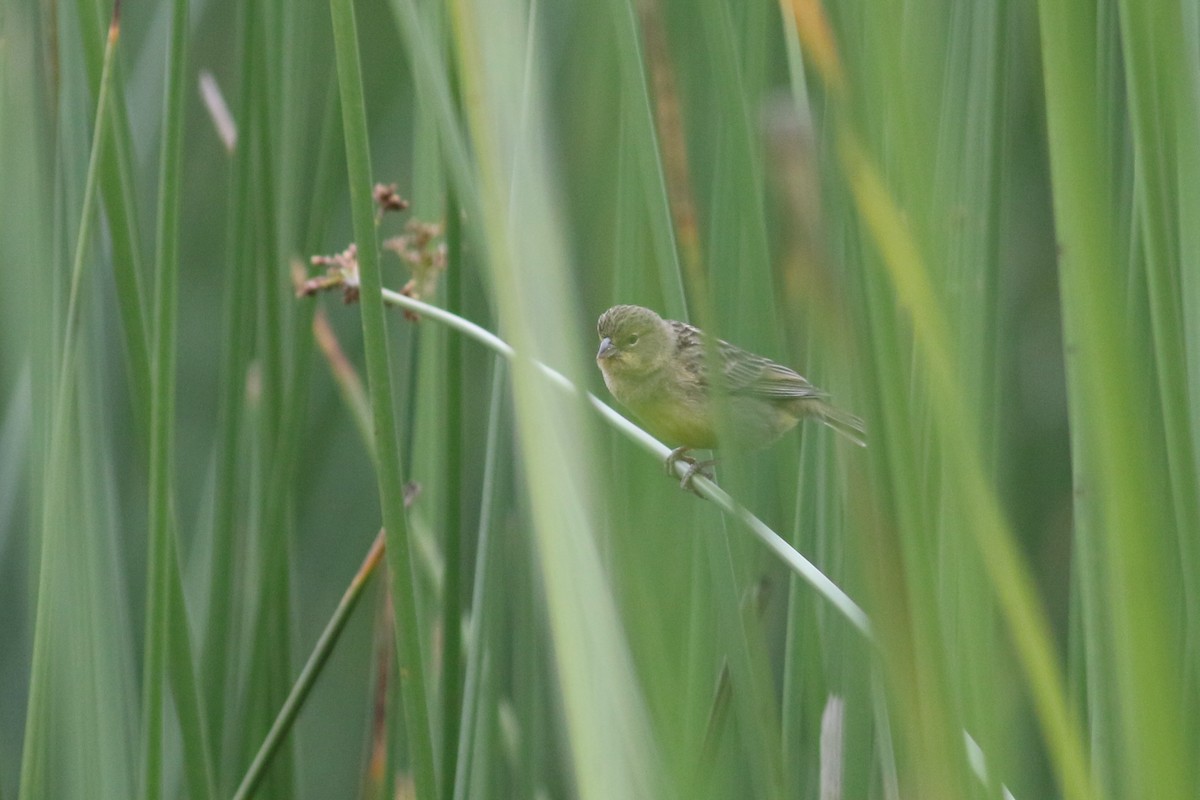 Grassland Yellow-Finch (Montane) - ML213055491