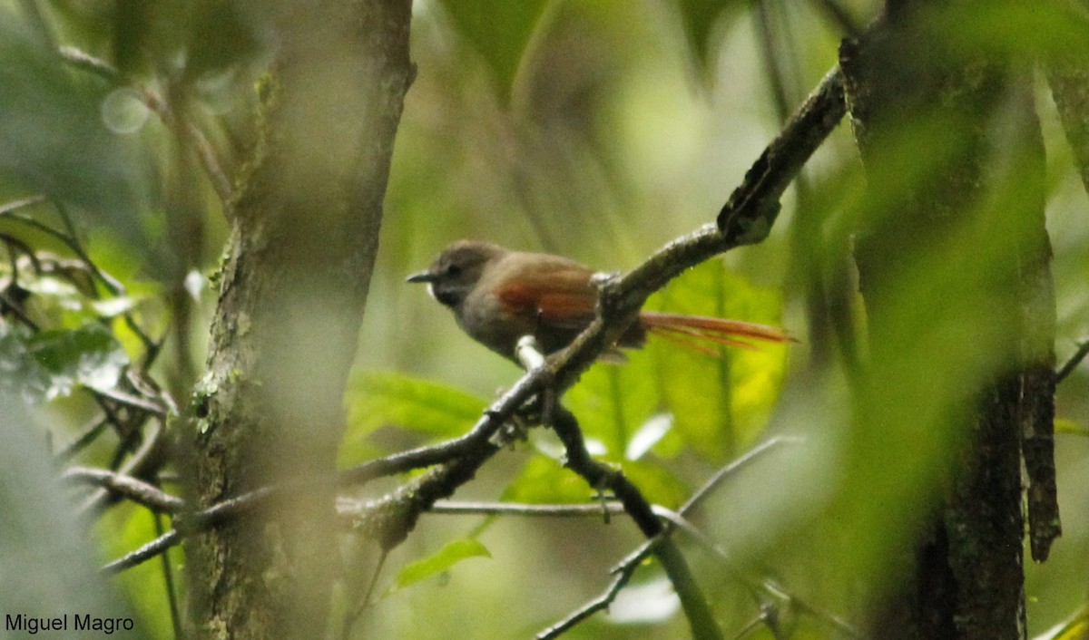 Gray-bellied Spinetail - ML213055611