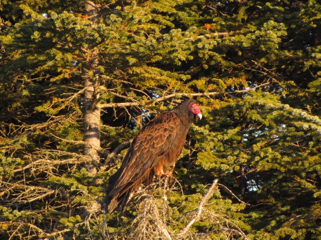 Turkey Vulture - ML213056111