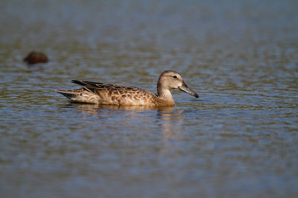 Blue-winged Teal - Detcheverry Joël